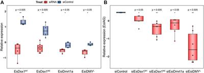 Analyses of the Dmrt family in a decapod crab, Eriocheir sinensis uncover new facets on the evolution of DM domain genes